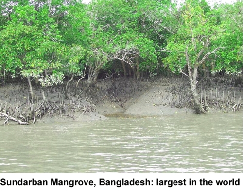 mangrove bangladesh